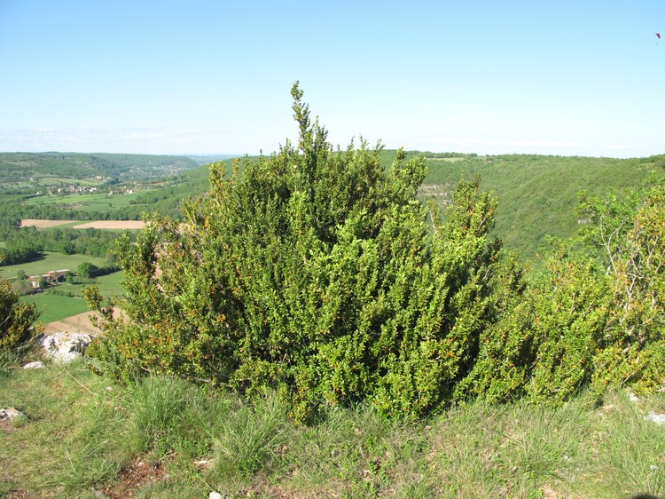 Buxus sempervirens